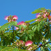 Blossom on a tree - Mimosa