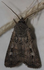 Day 5 - Photo 5: Bogong Moth