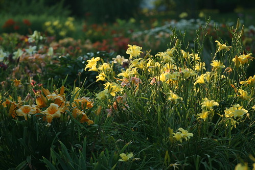 evening daylilies