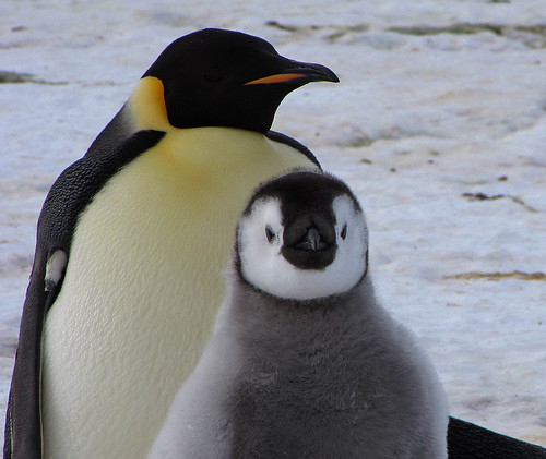 Emperor penguin and his chick. by Jo Sze