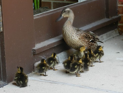 babies and mom duck 