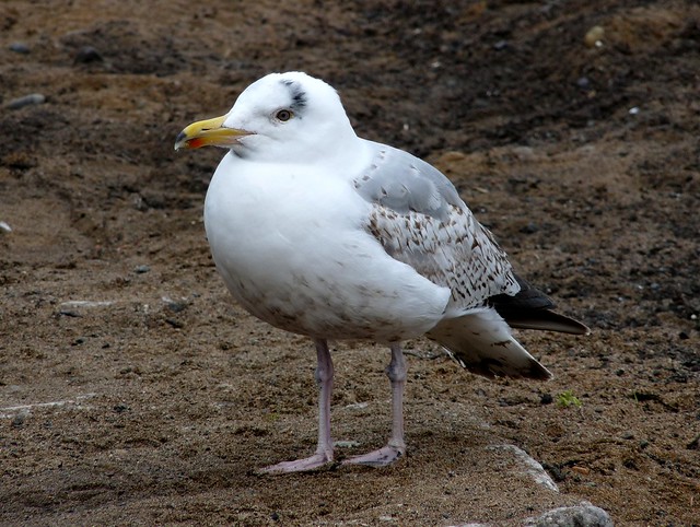 24513 - Herring Gull, Oban
