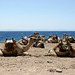 Camelos na Península do Sinai