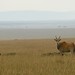 Elands, maior antilope africano