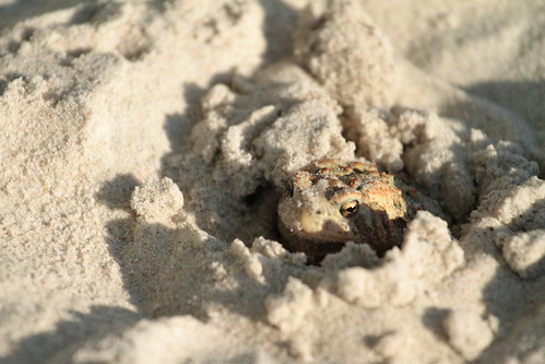burrowing sand toad