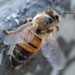 Honeybees Up Close - 5