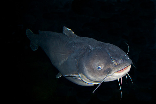 Mississippi catfish 2 by alumroot