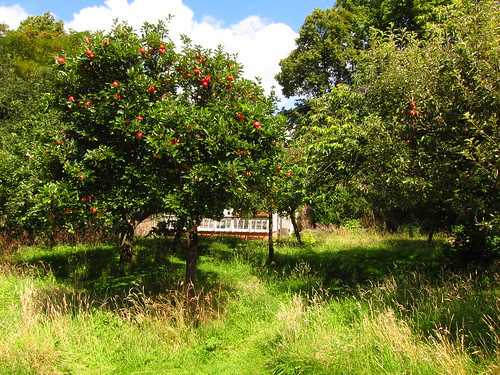 The Apple Orchard at Fenton House