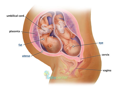 Twin babies, fetuses at 28 weeks - BabyCenter