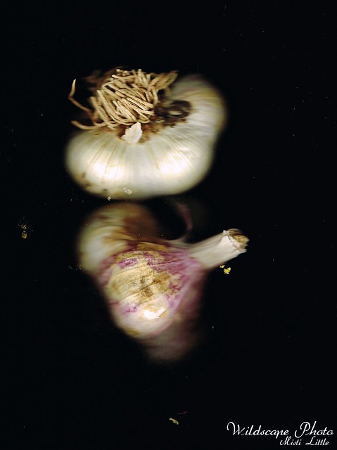 Polish White garlic