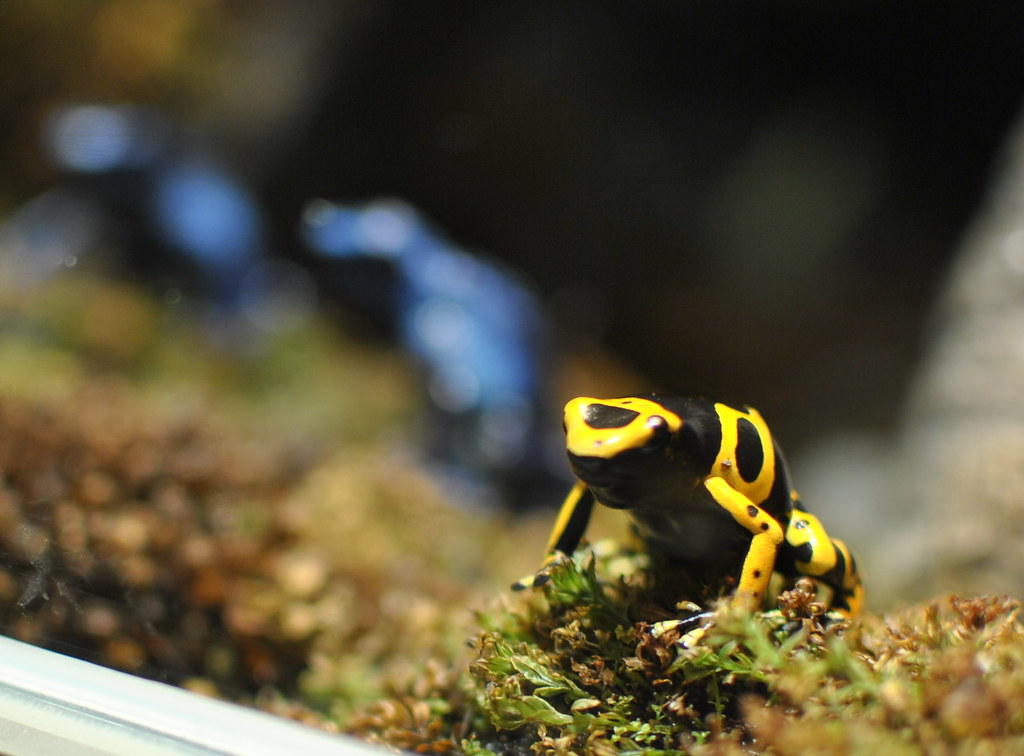 Bumble Bee Poison Frog