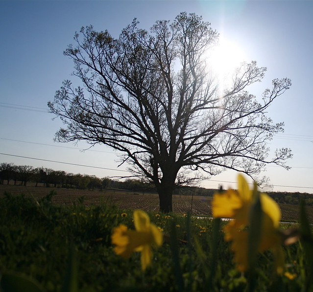 Oak Tree in Afternoon Light, April 2010