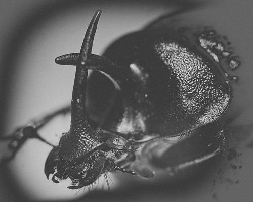 365 Day 276: Insect Portraits: Thai Scarab by ★ 0091436 ★