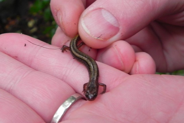 Two Lined Salamander