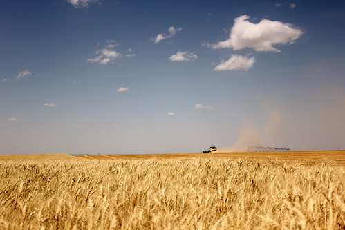 Deerfield, Kan., wheat field.