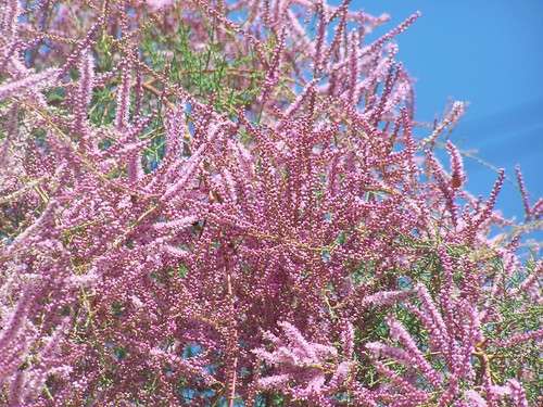 Pink flowers on a tree