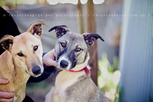 Bugsy + Spirit 9 month old Kelpie x Whippet AWDRI Star Dogs photographed by twoguineapigs Pet Photography, pet portraiture, dog photographer in Sydney.