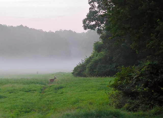 Jefferson Barracks County Park, in Lemay, Missouri, USA - deer in fog at sunrise