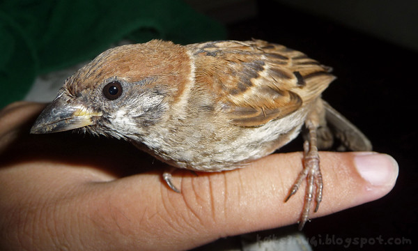 Sparrow Rescue 3
