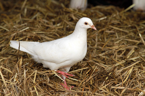Honeybrook Farm - Dove