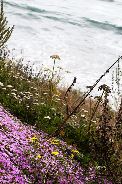 Flowers by the cliff