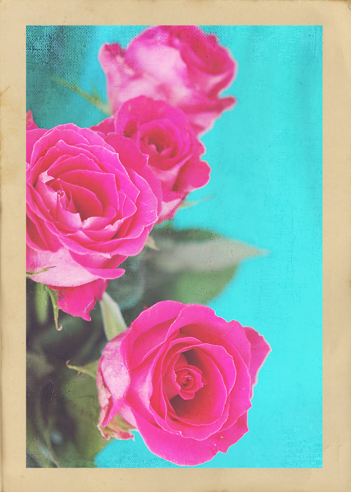 Roses 012 copy