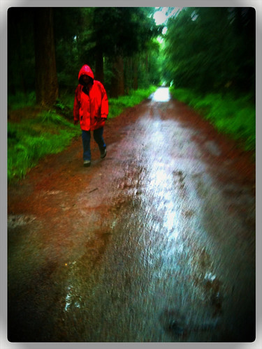 Rainy walk in the woods