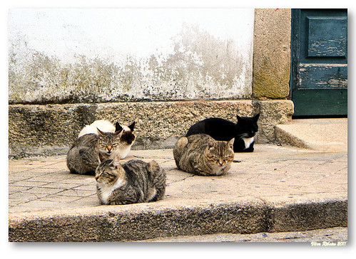 5 cats #2 by VRfoto