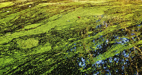 Green growth & reflections in Alconbury Brook