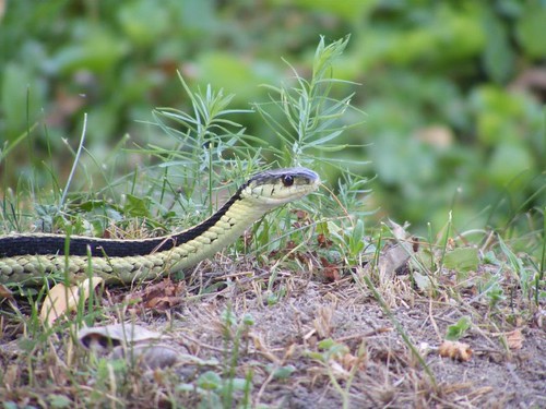Another garter snake