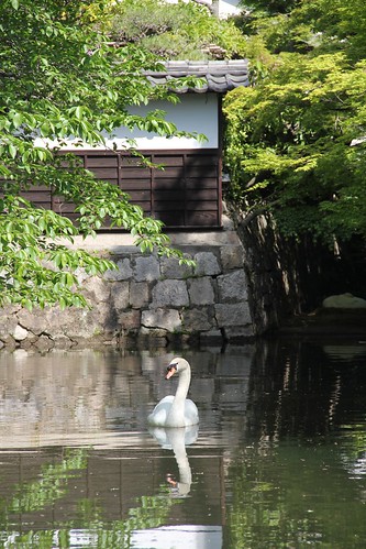 Swan in Kurashiki River 倉敷川の白鳥