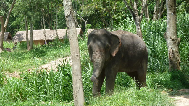 ¡TAILANDIA EN CHANCLETAS! - Blogs de Tailandia - Patara Elephant Farm (6)