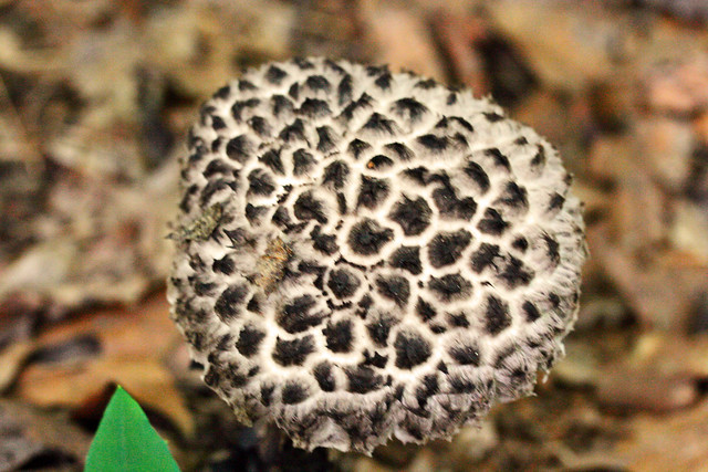 leopard mushroom
