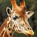 Giraffe, Taronga Western Plains Zoo, Dubbo, New South Wales, Australia  IMG_1612_Dubbo