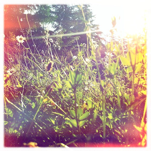 Meadow's flowers.