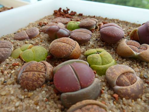 Lithops 1000850 by yellowcloud
