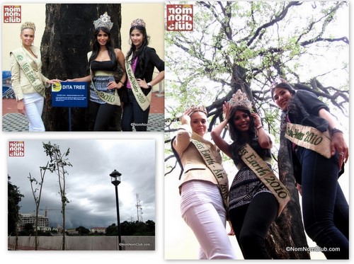 International Miss Earth 2011 Winners Posed with the Dita Tree in Background