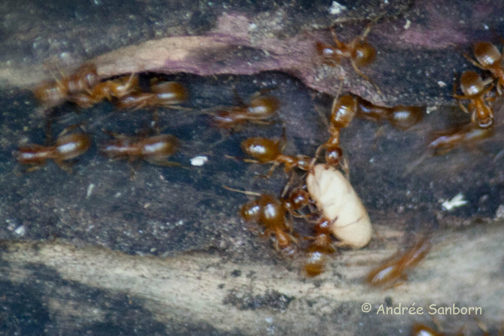 Ants Moving Eggs-13.jpg