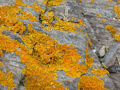 Xanthoria lichens