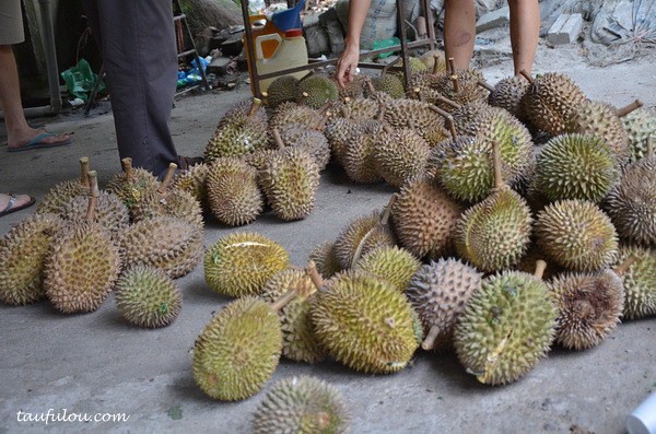 balik pulau durian (1)