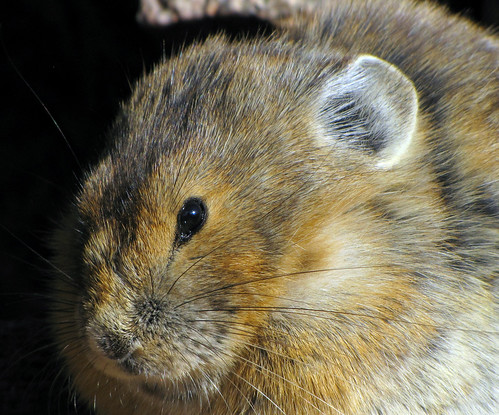 Up Close and Personal with a Pika