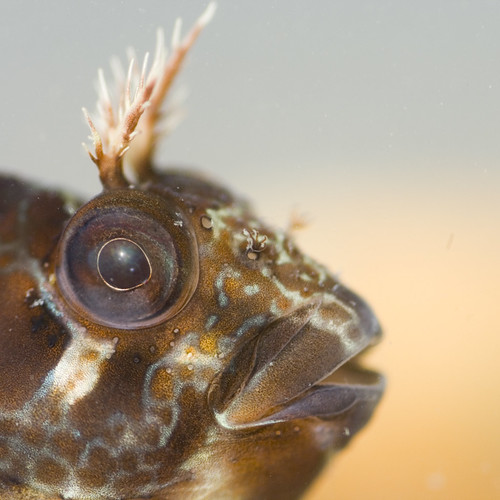 Close up gehoornde slijmvis