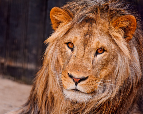 フリー写真素材 動物 哺乳類 ライオン 画像素材なら 無料 フリー写真素材のフリーフォト