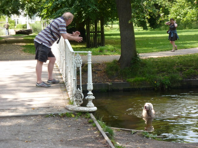 Dog having a splash around in Morden Hall Park