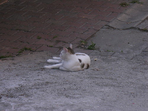 Istanbul cats morning
