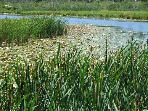 a lovely marsh