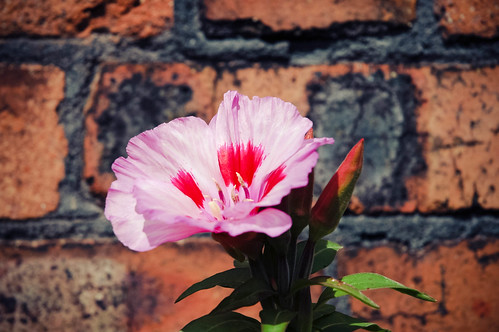 Pink flower and brick wall