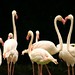 Os flamingos fazendo uma homenagem ao amor