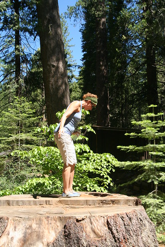 NoNo on Giant Sequoia Stump