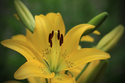 Yellow Lily by kayaker1204